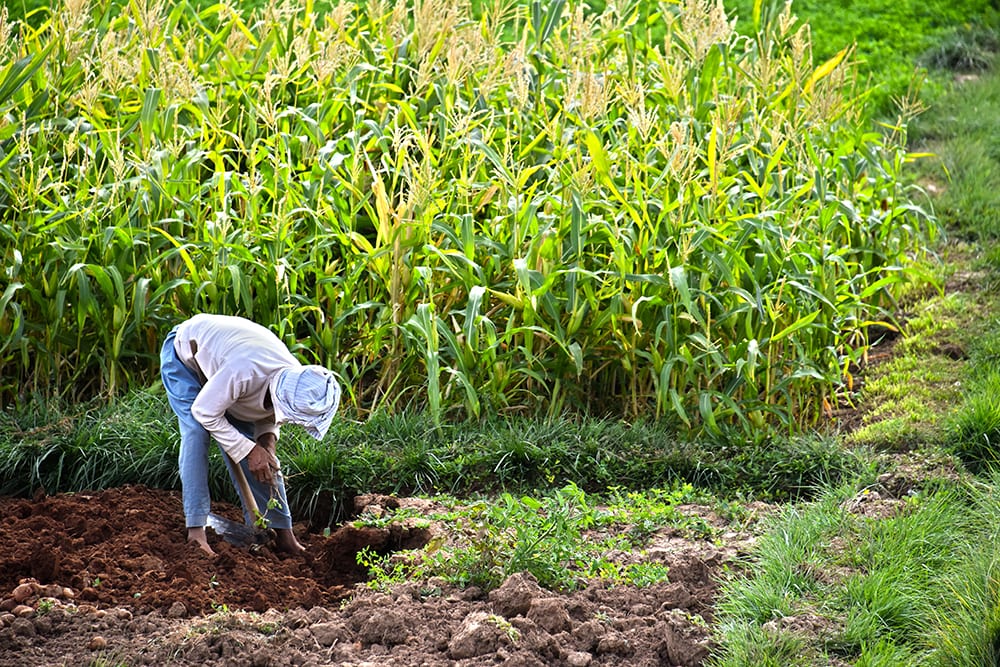 Yhabusta Ingredients Maize Cultivating