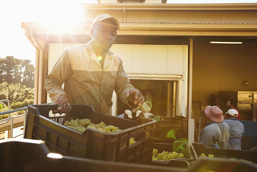 Ten Reasons To Feed Your Staff Grape Farm Worker