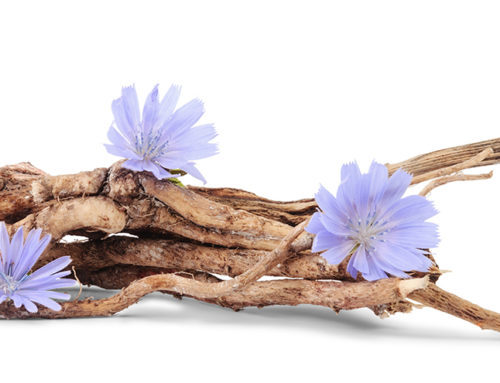 Inulin – A Prebiotic Fibre With Powerful Health Benefits