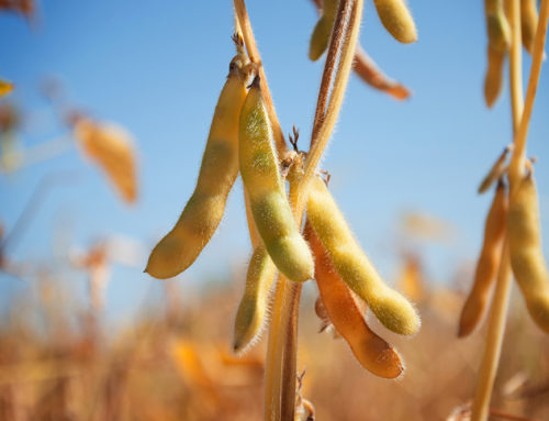 The Benefits of Soya